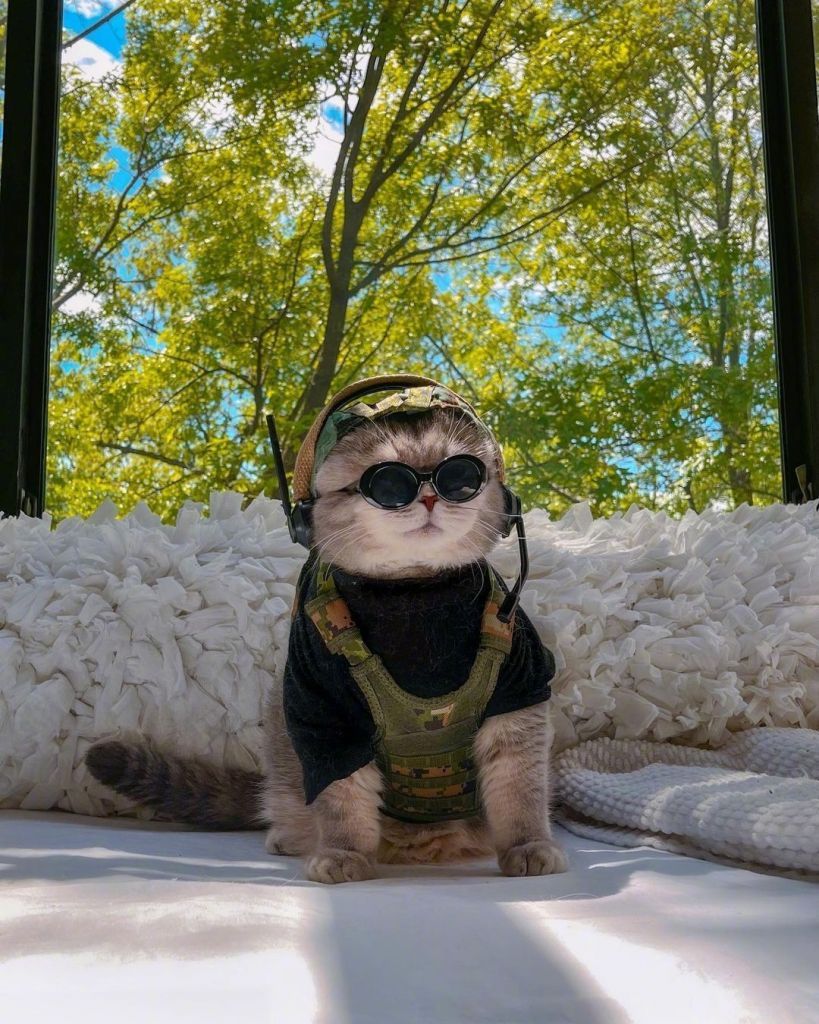 谁还不是个穿搭潮猫呢