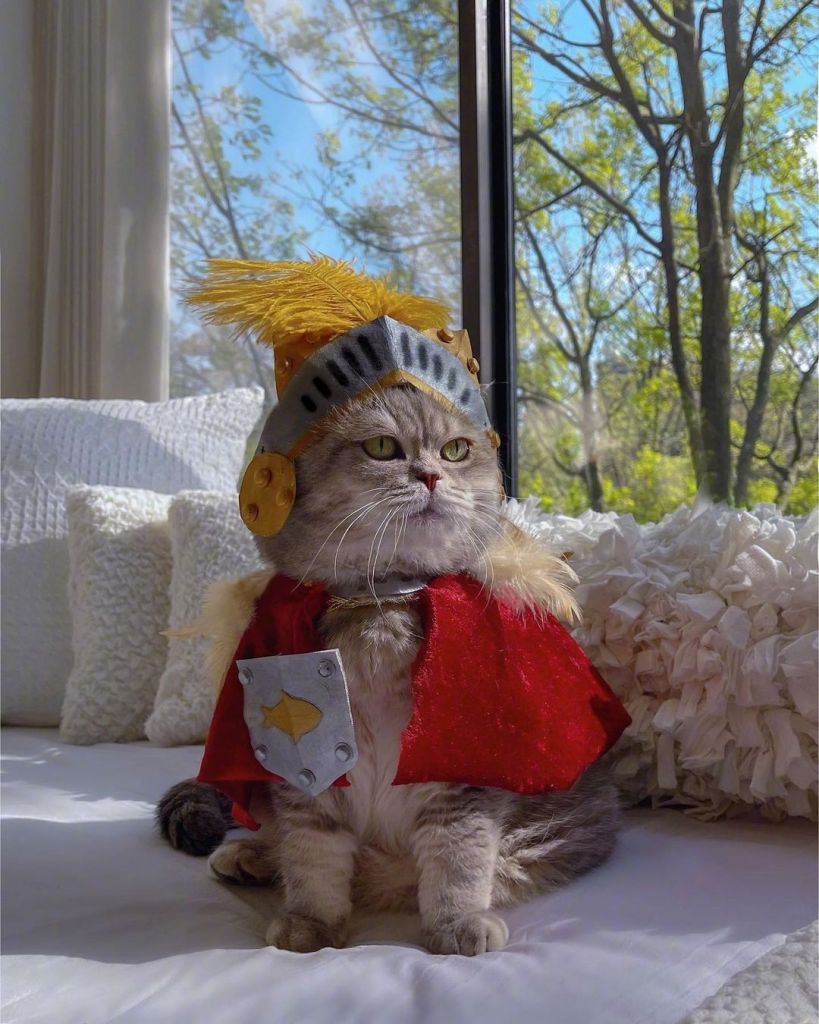 谁还不是个穿搭潮猫呢