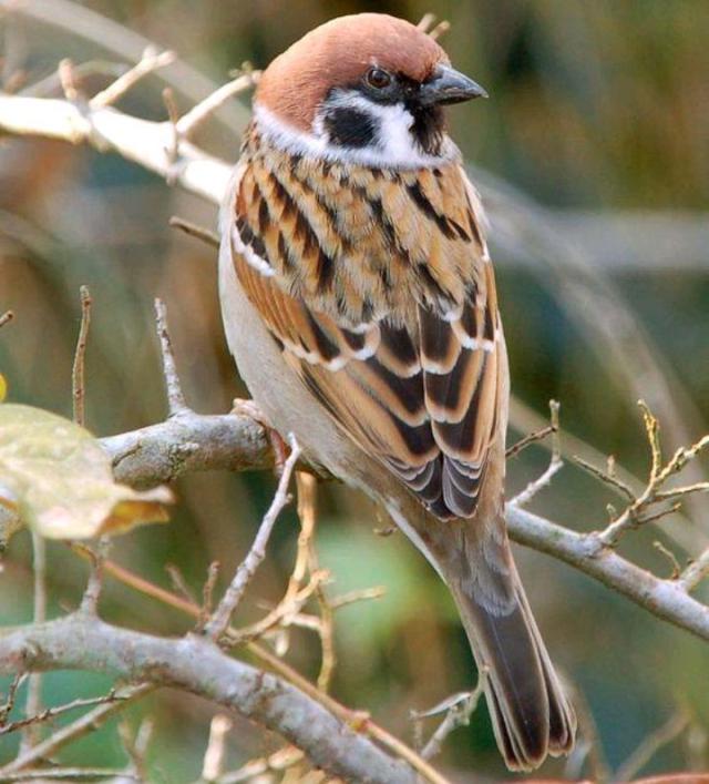 动物的寿命有多久