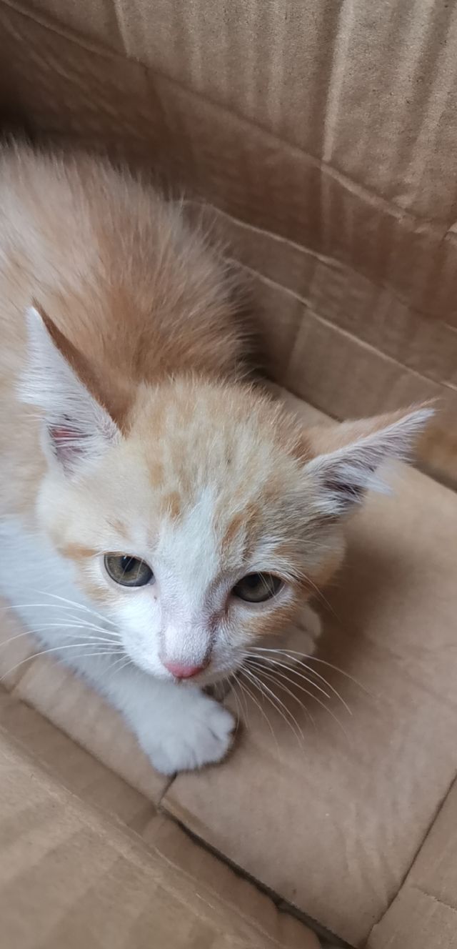 有图有真相大家帮看看路边盒子里装的小猫是什么品种如果要养需要怎么