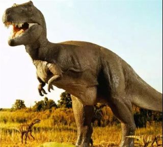 我最开始以为管可畏叫肥恐龙是真的因为她像个肥恐龙