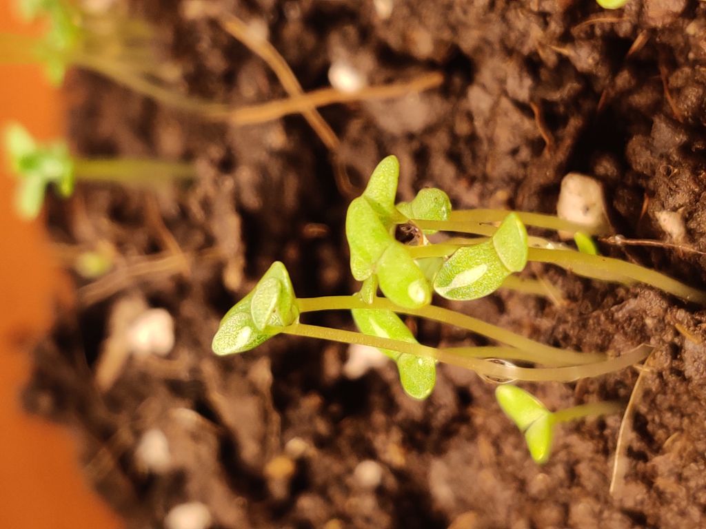 [白晶菊氵]苗头喜人