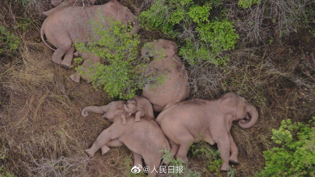 小象躺平图