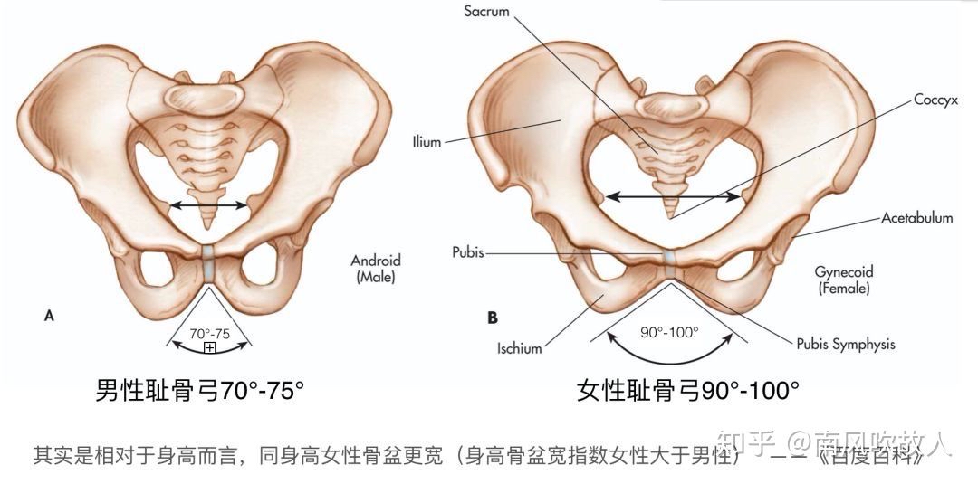 女生胯比较宽,一般这种裤子不容易掉 一本正经,真的正经 那个叫盆骨