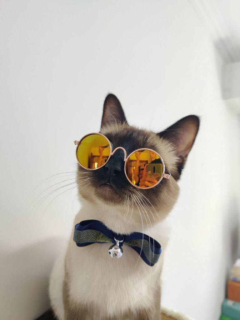 晒猫一只斯文败类的猫猫感觉好帅啊