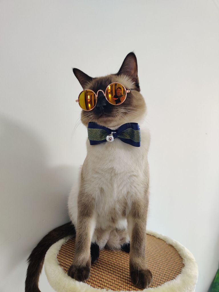 晒猫一只斯文败类的猫猫感觉好帅啊