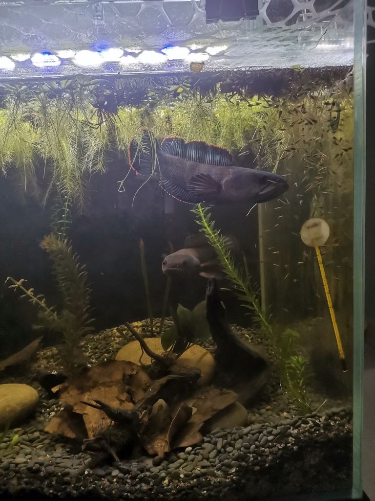 免费领养北京同城彩虹雷龙鱼苗免费送