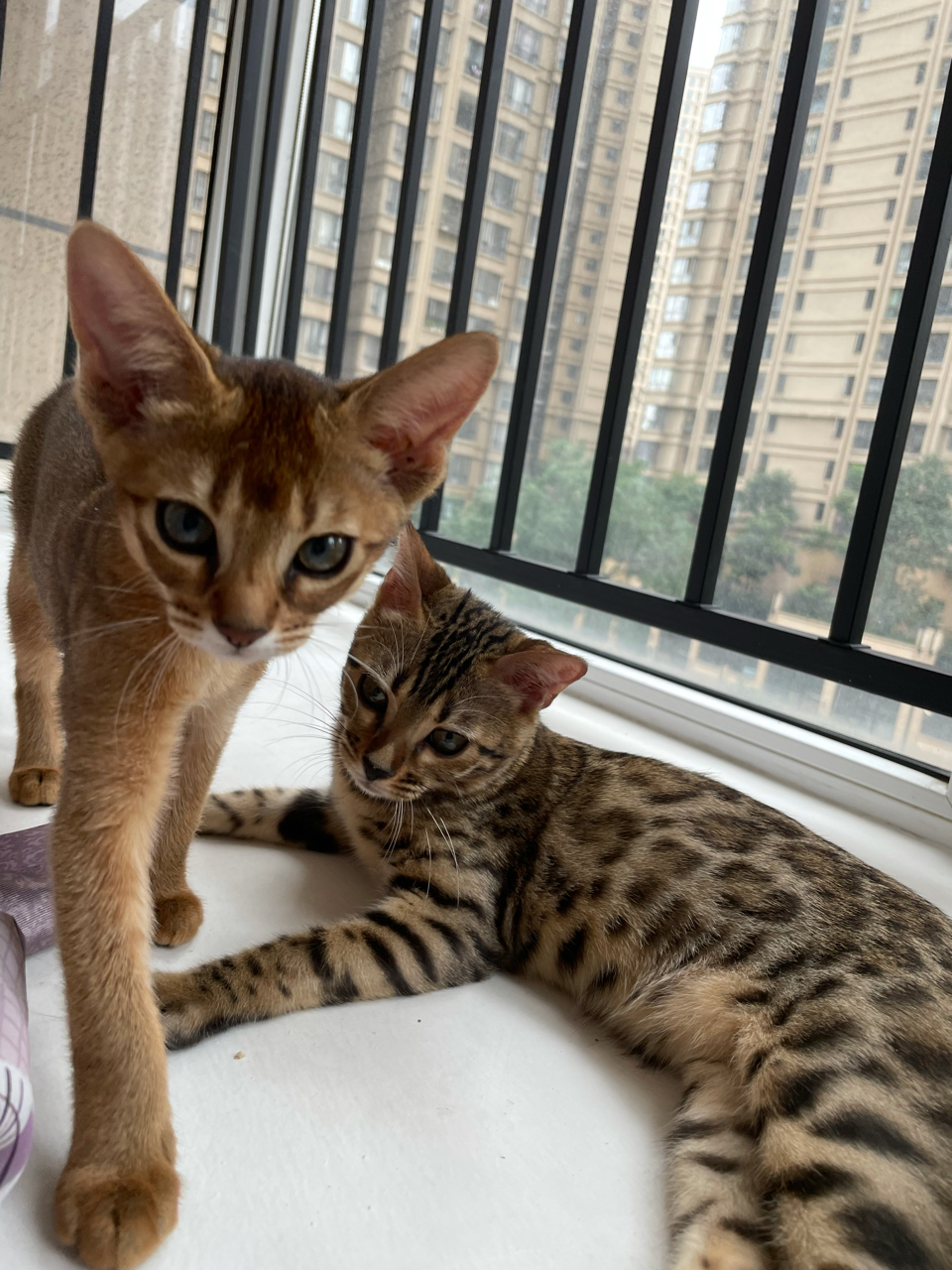 想养第二只猫,大佬们有什么建议吗?