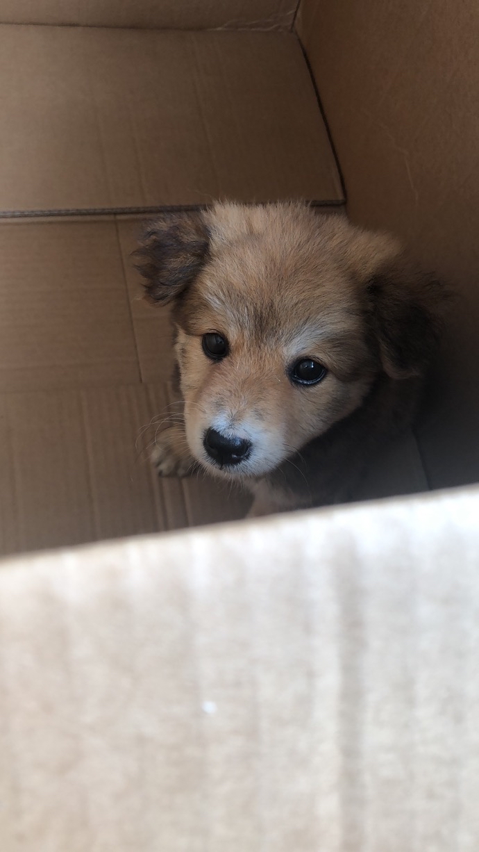 从我爸工厂附近带回来的小狗是柴犬串串么