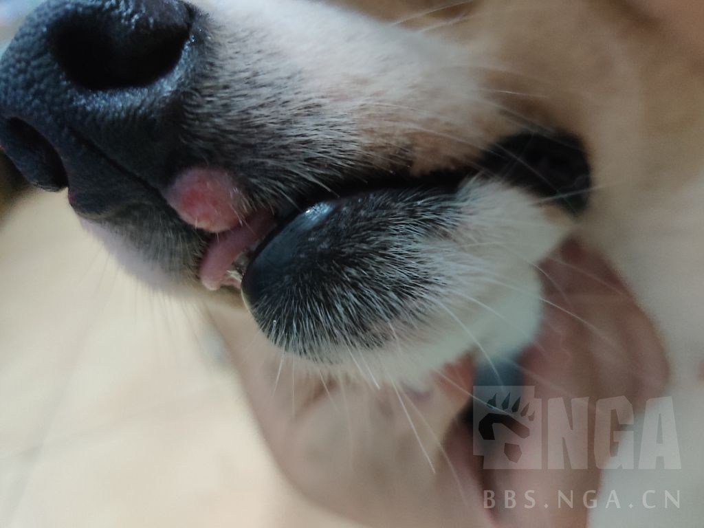 狗狗求助柯基嘴唇上长了个红红的肉球似的东西这是啥玩意