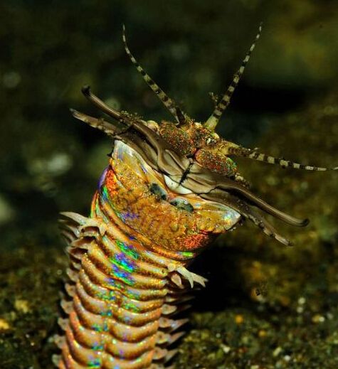 [同人][安科/安价]李哪吒斗罗入(武夷枬命在旦夕)