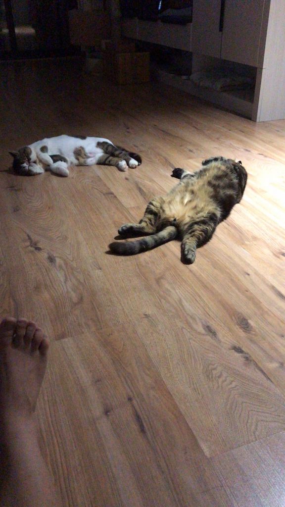 你们家里猫夏天贴地板睡吗?