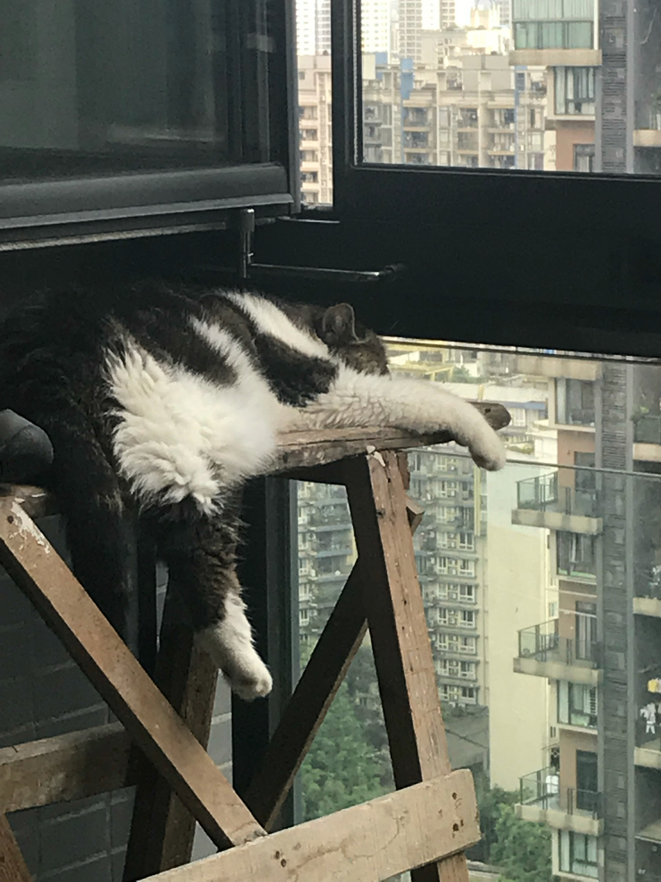 你们家里猫夏天贴地板睡吗?