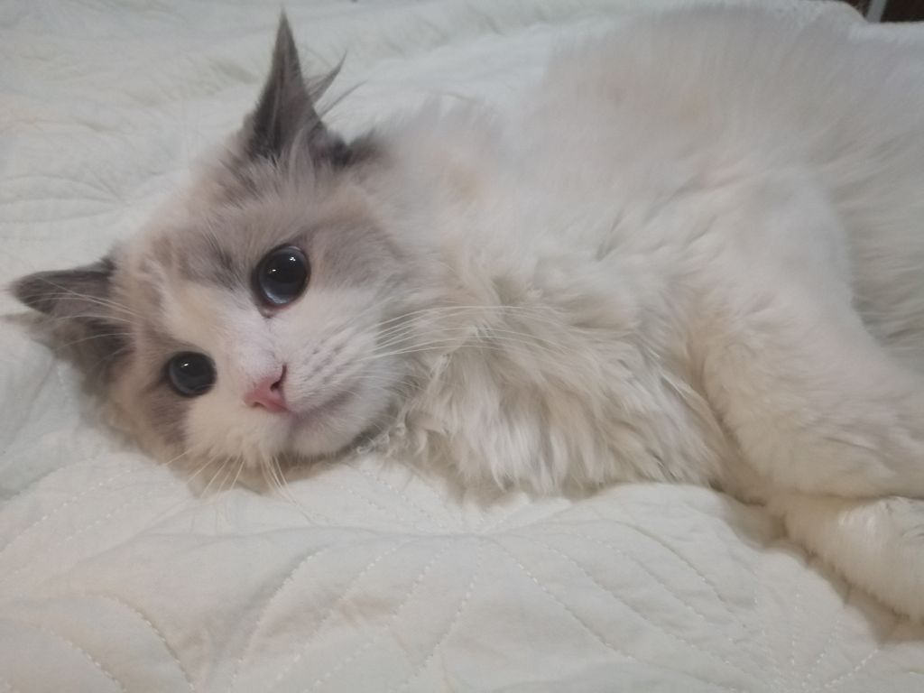 发自家猫图