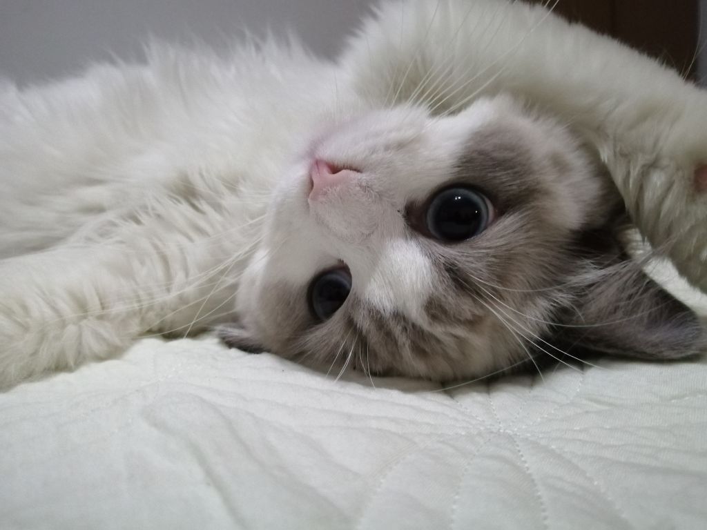 发自家猫图