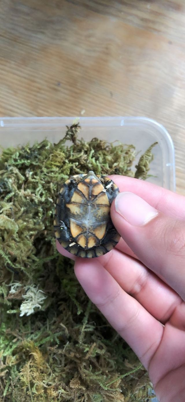 王八氵这是什么品种的蛋龟