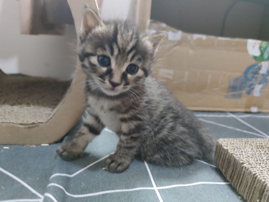 成都狸花小奶猫找领养