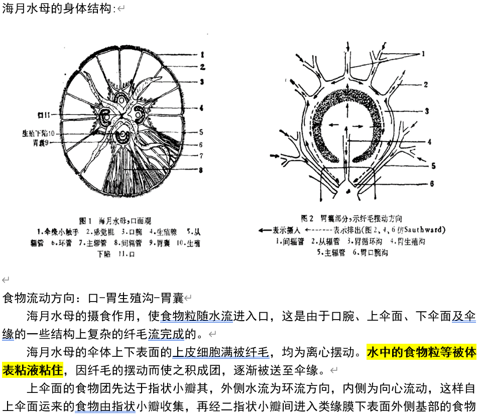 水月氵翻了翻海月水母的胃循环系怪不得没了粘液就那么弱哦