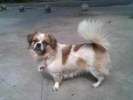 被一只番狗连续尿轮胎