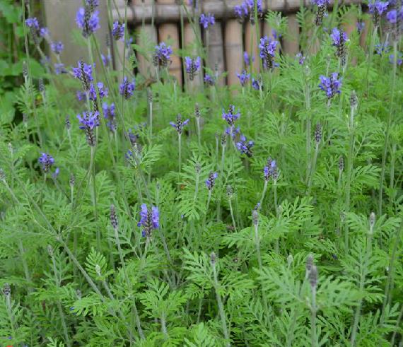 对游戏里某些植物的一些极其粗浅的考证826更新