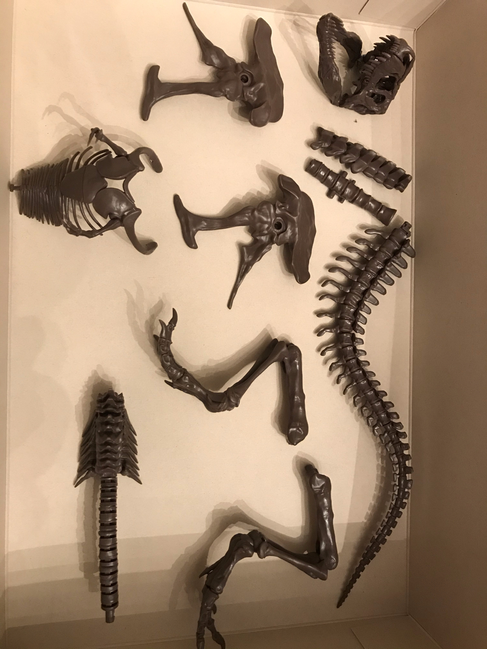 拼装霸王龙化石素组