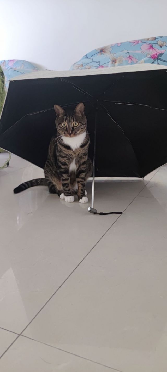 猫猫打伞