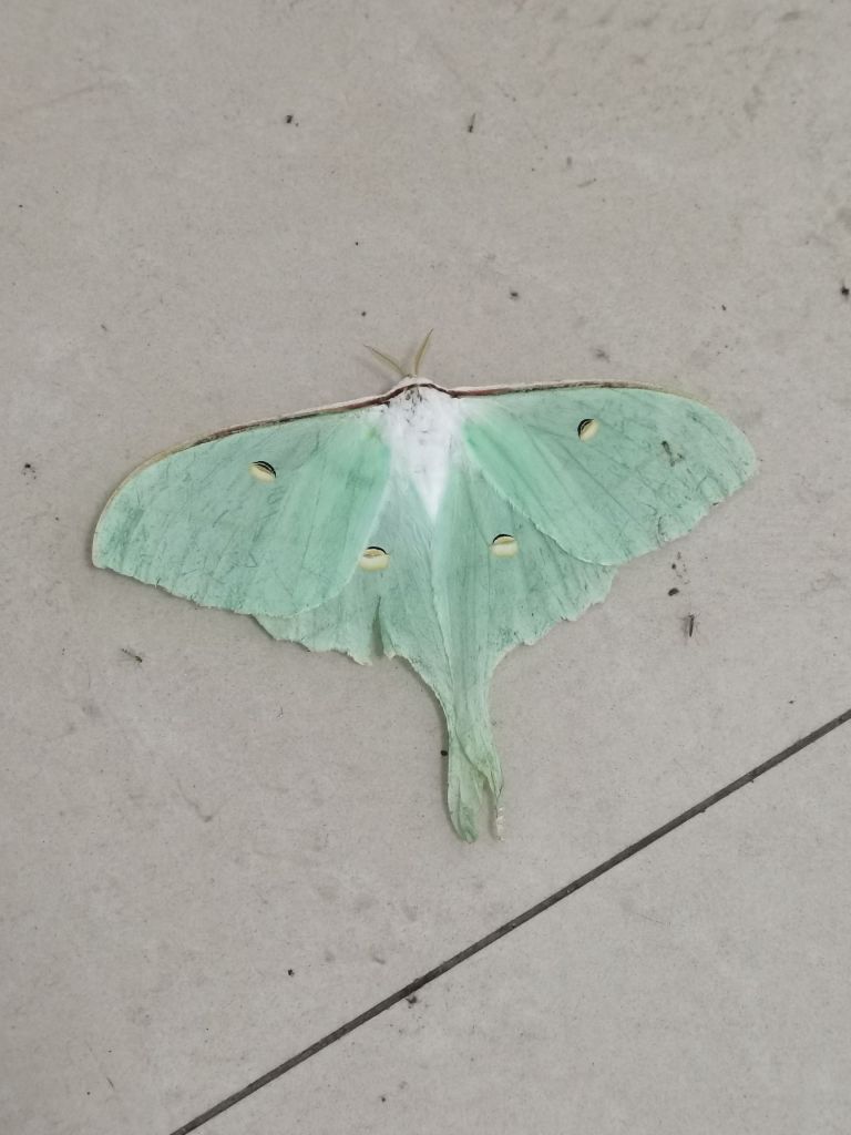 刷了几个奥伯龙的视频之后,首页开始给我推送真正的蛾子了