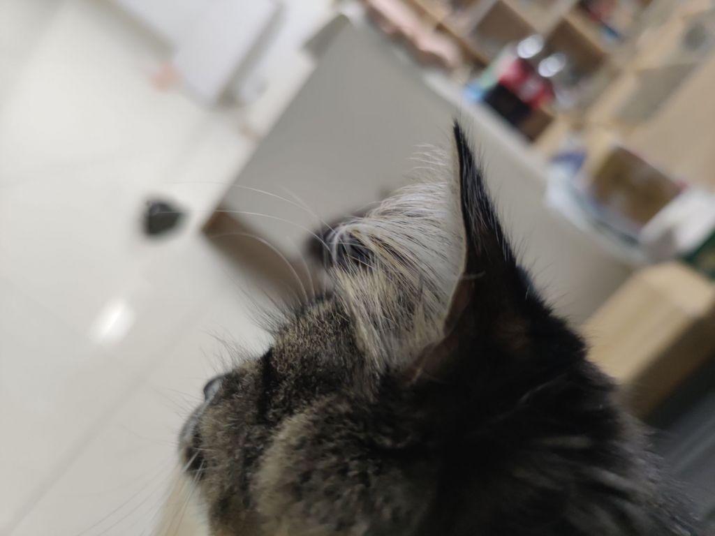 我家喵一半耳朵里的毛也忒长了