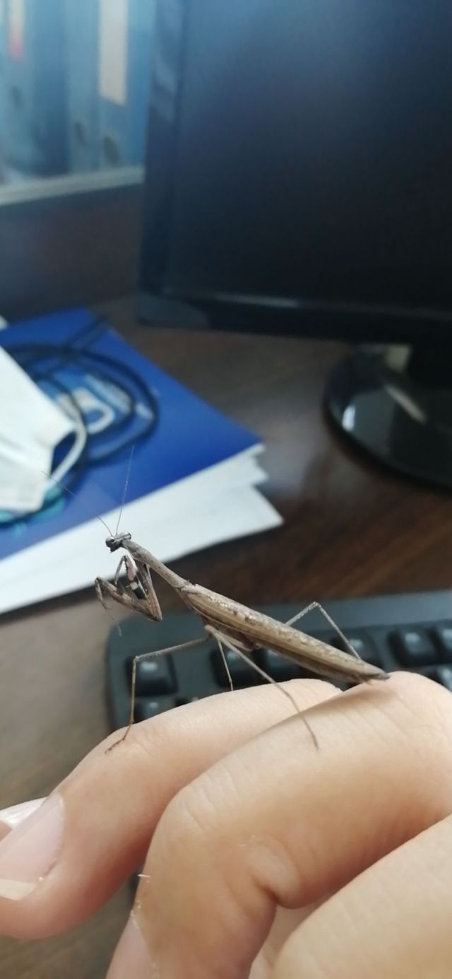 抓了一只灰螳螂