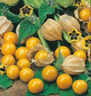 丁香和醋栗是怎样一种味道