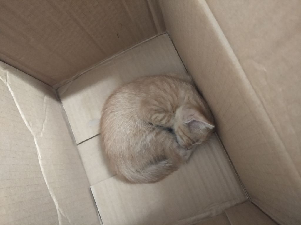广州天河捡到的小橘猫