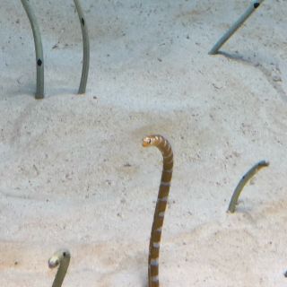 [闲聊杂谈] 陆鳗鳗原型生物参考