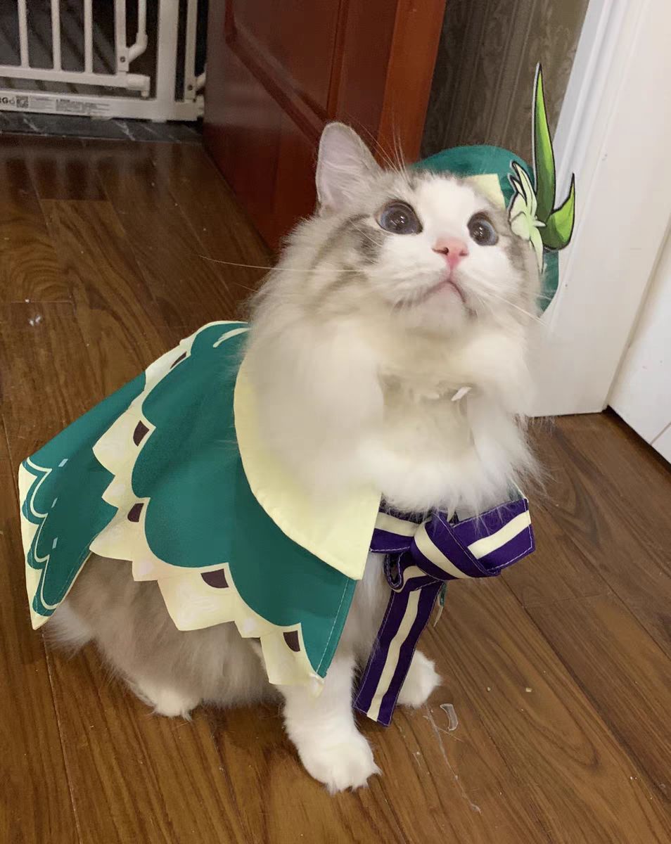 闲聊杂谈布偶猫cos温迪真的好棒