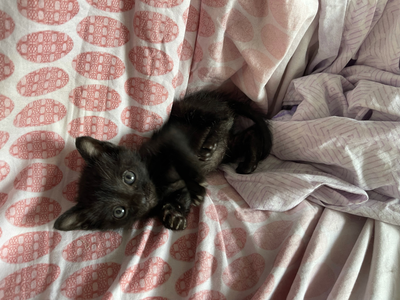 苏州一个半月梨花弟弟玄猫弟弟求好心人领养