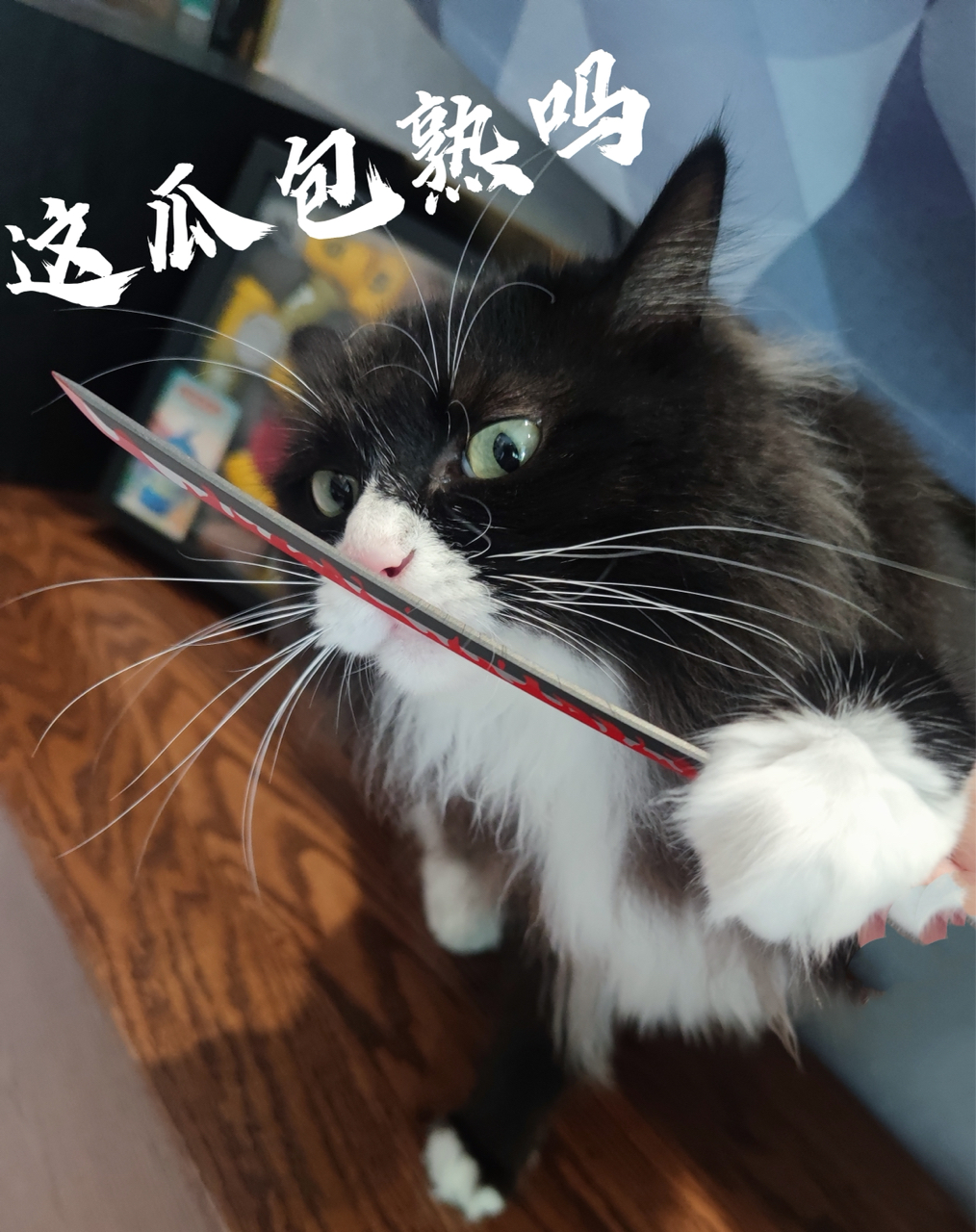 恶猫出笼,杀气or傻气