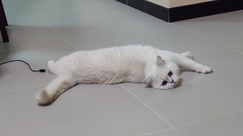 俺家猫图分享