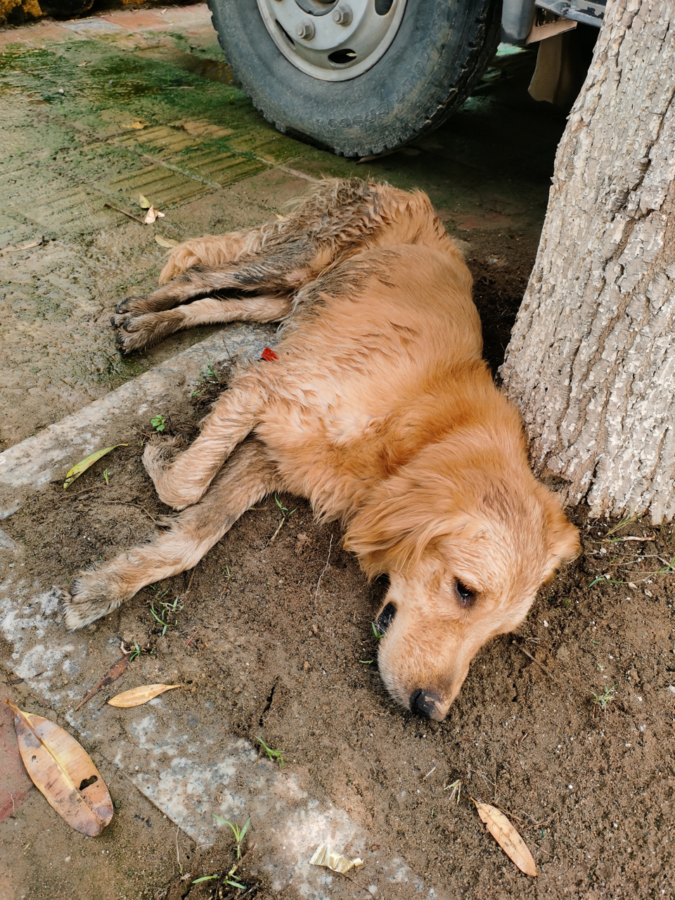 流浪金毛有没有老哥来收养了更新已被收养了