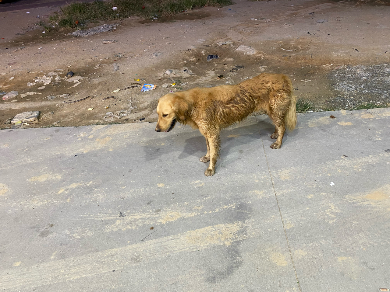 流浪金毛有没有老哥来收养了更新已被收养了