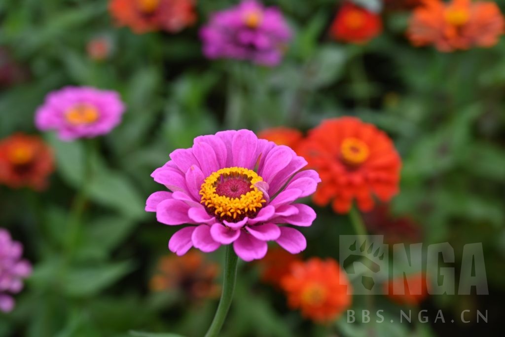 最近拍的些花花草草 nga玩家社区