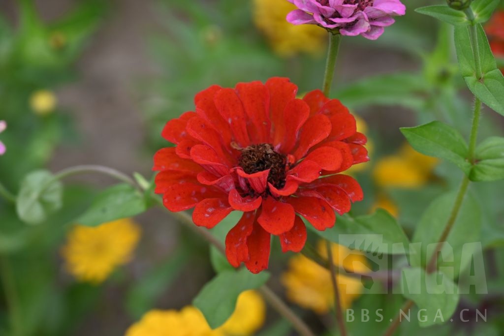 最近拍的些花花草草 nga玩家社区