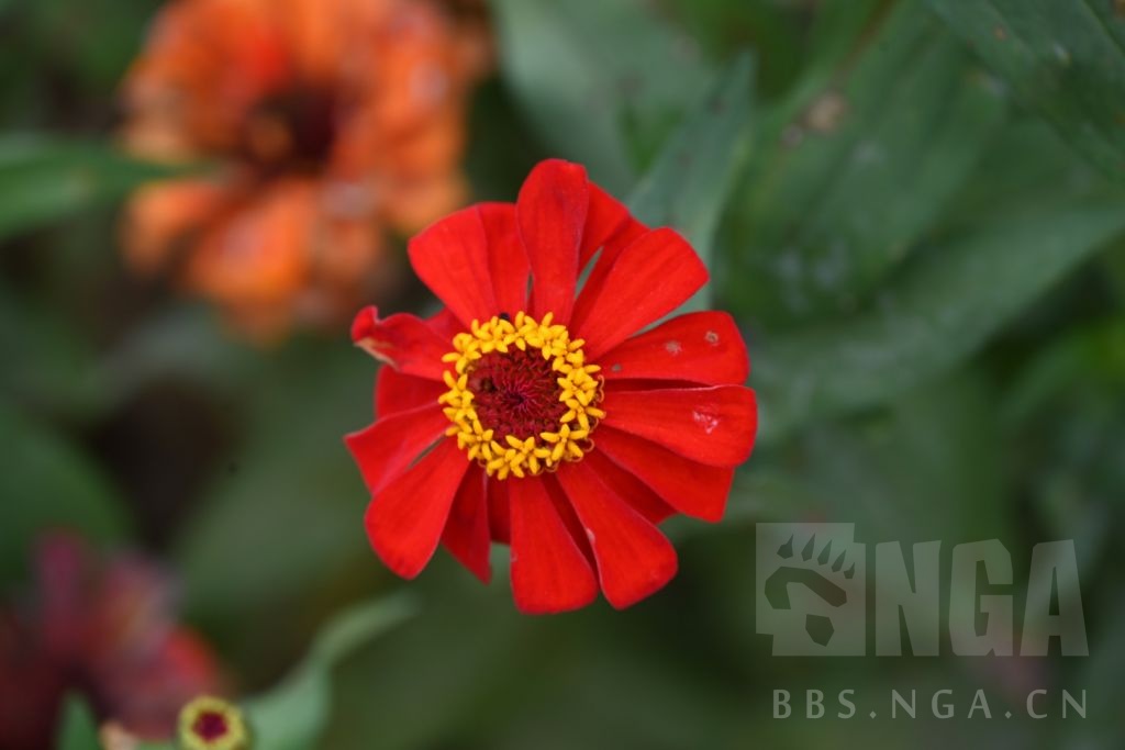 最近拍的些花花草草 nga玩家社区