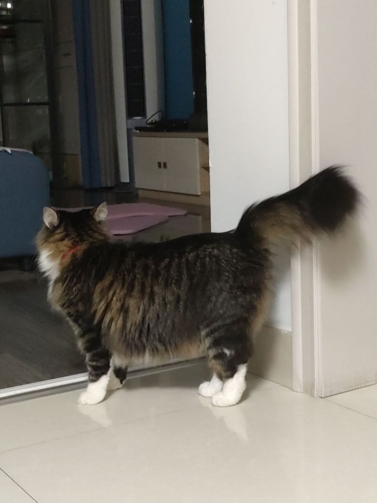 一只狸花猫的尾巴