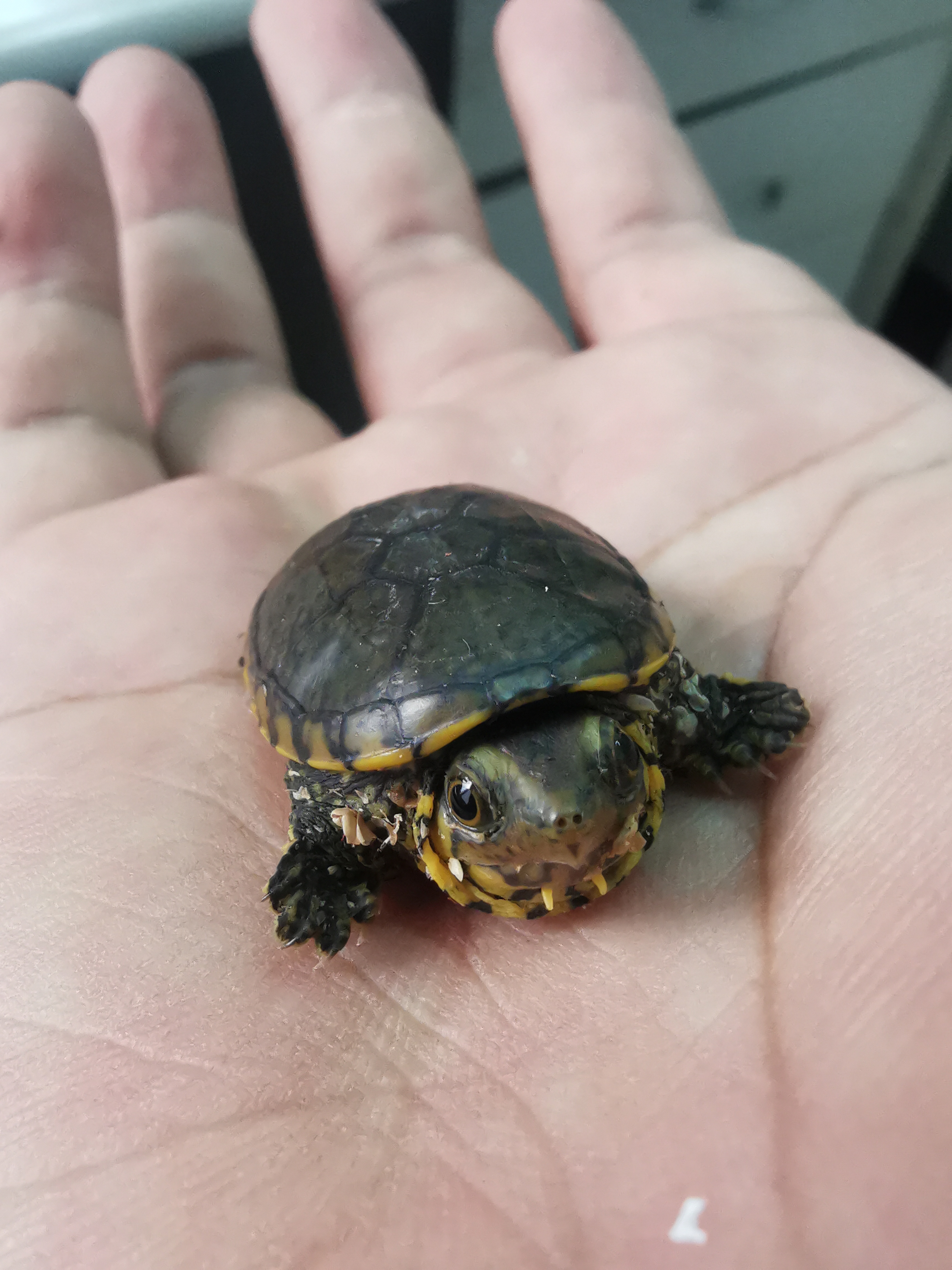 开箱入手一只窄桥蛋龟希望能顺利长大