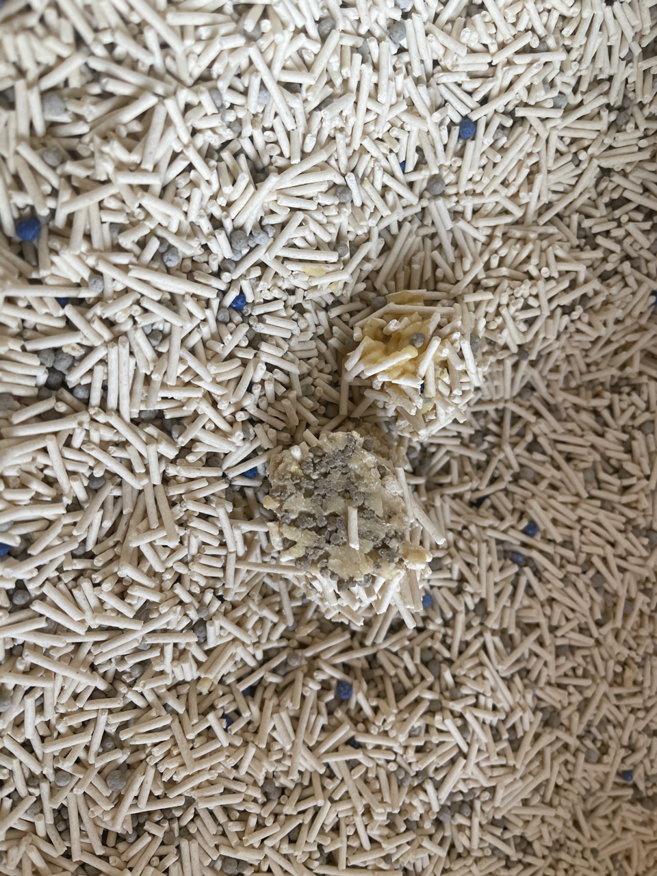 这个颜色的猫尿是不是有问题啊