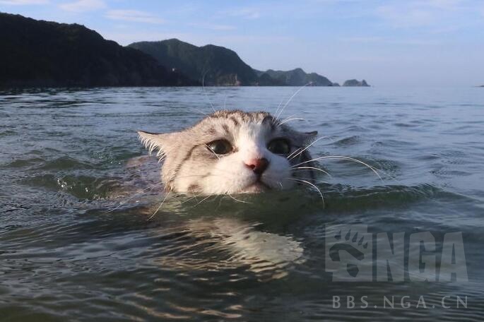 海猫真名图片