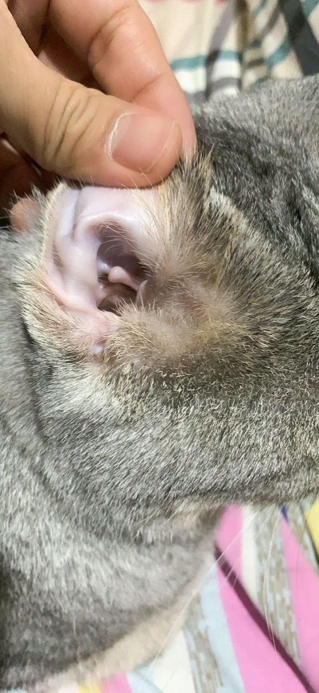 正常的猫耳朵里面照片图片