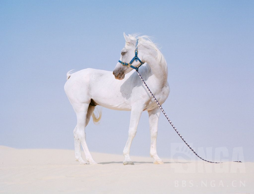 找了点马图来代餐爱马仕莫多莫多