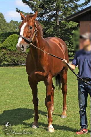 现实考证大和主将大和赤骥深红兄妹血族马生涯介绍兼应援楼更新赤骥