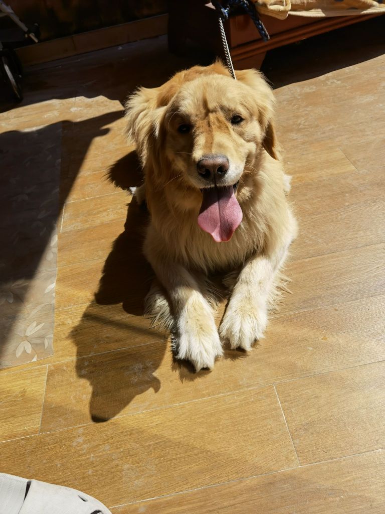 上海普陀三岁金毛求领养