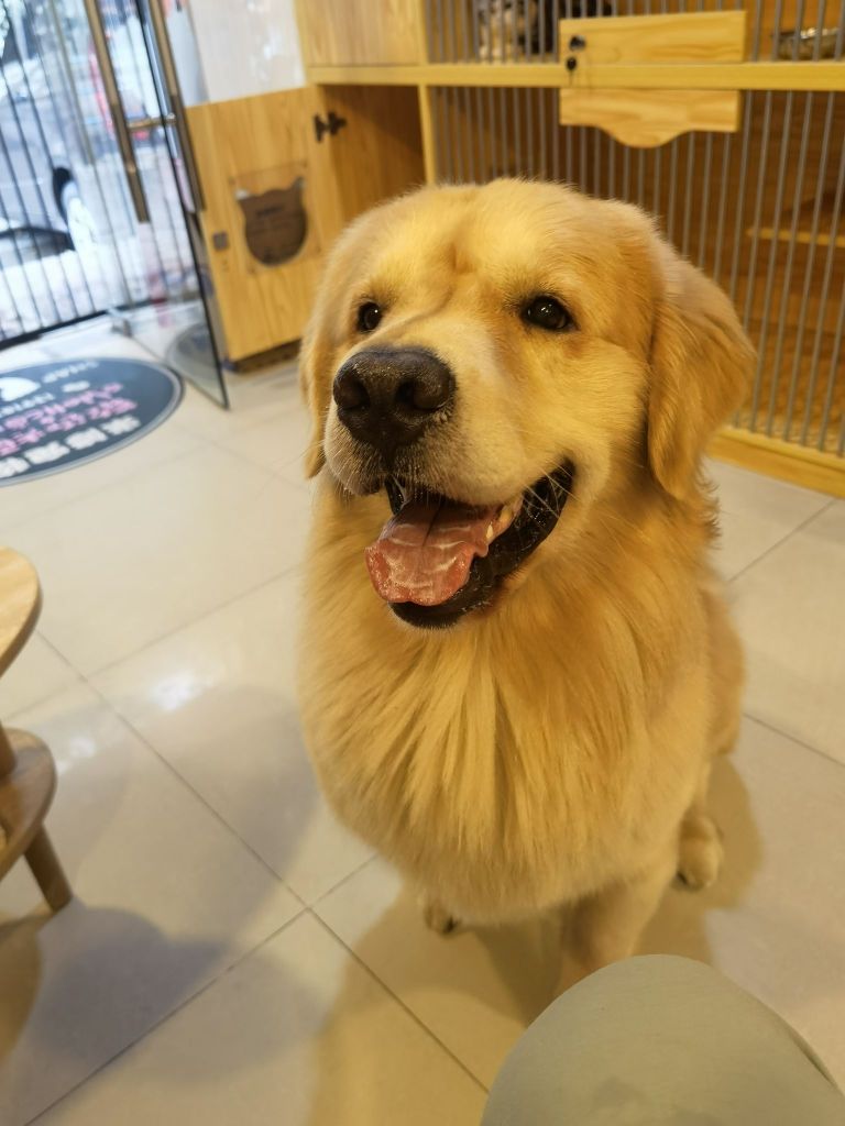 上海普陀三岁金毛求领养